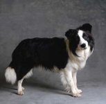 bordercollie.jpg