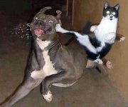 Cat-Kicks-dog.jpg