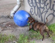Hund-295web.jpg