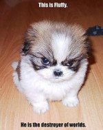 fluffy.jpg