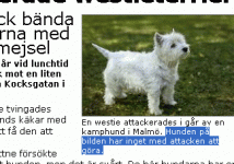 westie.gif
