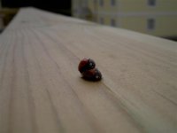 PICT6239 (Small).JPG
