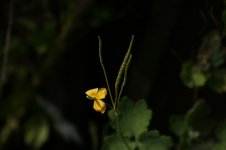 IMG_0575.jpg
