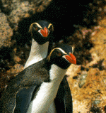penguin.gif