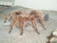 spider1.JPG