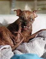 sam220 hund.jpg