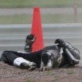 Sandstream.jpg
