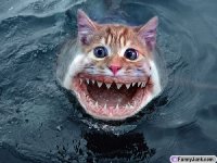 skraeckinjagande_katt_1.jpg