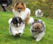 Da bunch.jpg