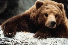 netbear1.jpg