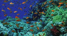 diving sharm.jpg