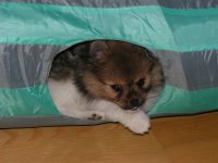Maya i katt-tunnel (Medium).JPG
