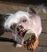 fulast hunden.jpg