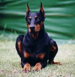 Eleveur-Dobermann-qvkxmj0523.jpg