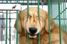 dog%20squeeze.jpg