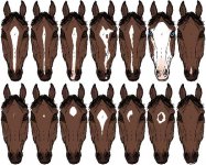 747px-Horsemarkings.JPG