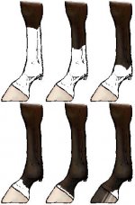 Horsemarkings_legs.JPG