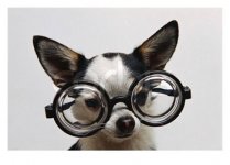 CB040720~Chihuahua-Wearing-Eyeglasses-Posters.jpg