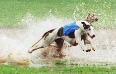 greyhound-racing.jpg