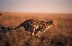 gepard3.jpg