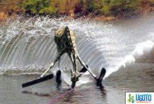 giraffes_2Dcan_2Dwater_2Dski_2Da8a.jpg