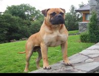 bullmastiff.JPG