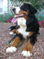 250px-Bernese_Mountain_Dog.jpg