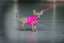 dierendag-chihuahua.jpg