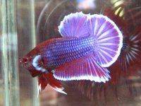 Purplered_BF_HMPK.jpg