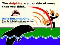 Dolphins.jpg