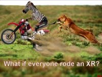 zebra.jpg