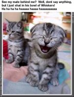 catjoke2.jpg