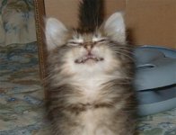 kaxig katt.jpg