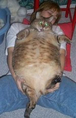 fat%20cat.jpg