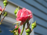 IMG_1071 (Medium).jpg