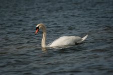 IMG_462550.jpg