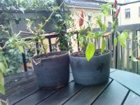 DSC00070.JPG