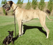 bigdoglittledog.gif