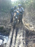 skogen 011 (Large).jpg