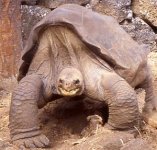 Galapagos Giant Tortoise.jpg