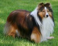 shetland-sheepdog.jpg