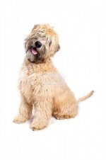Soft-Coated-Wheaten-Terrier_640186.jpg