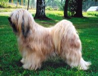 tibbe01.jpg