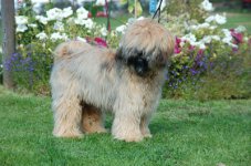 tibbe03.jpg