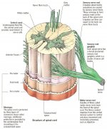spinal_cord_cut-away.jpg