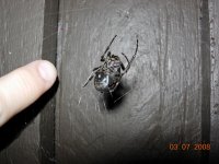 spider_800.jpg