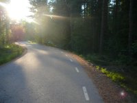 Koktkorv i diket (Medium).JPG