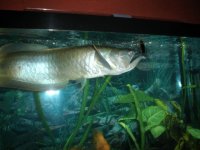AROWANA.jpg