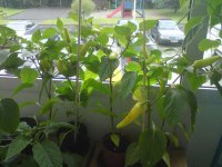 DSC00543.JPG