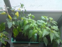 DSC00545.JPG